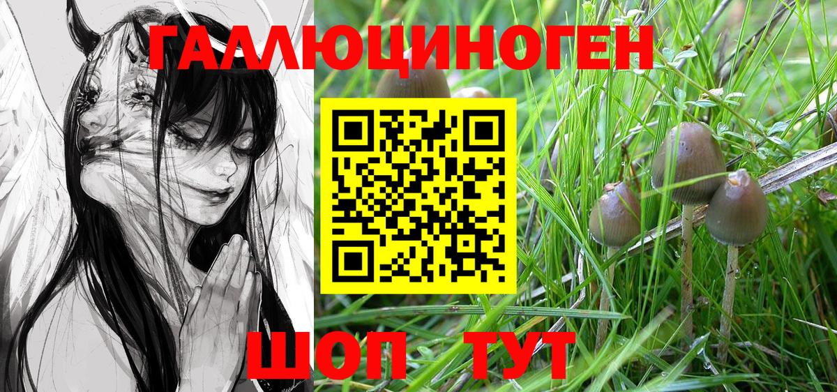 Галлюциногенные грибы Psilocybe Бугуруслан